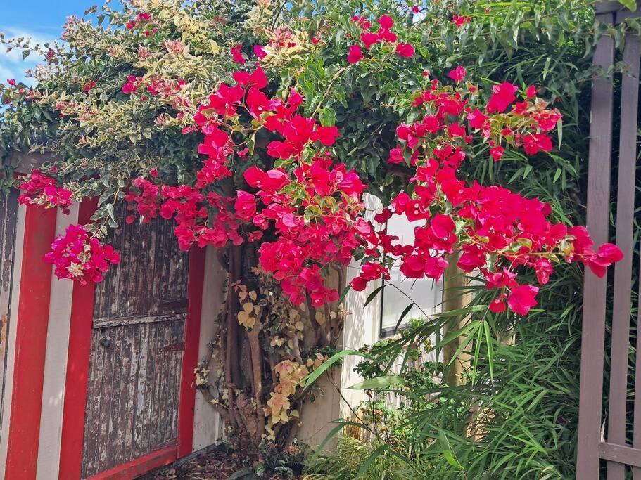Secret Cottage Waitara Exterior foto